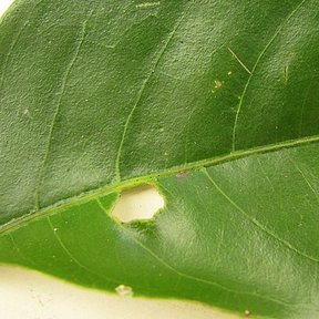 Envés de una hoja de pepe con la nervadura marcada, muy de cerca.