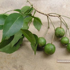 Rama de pepe con los frutos verdes y redondos, junto a una regla graduada.
