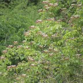 Pepe cubierto de flores claras en una ladera, entre la vegetación verde.