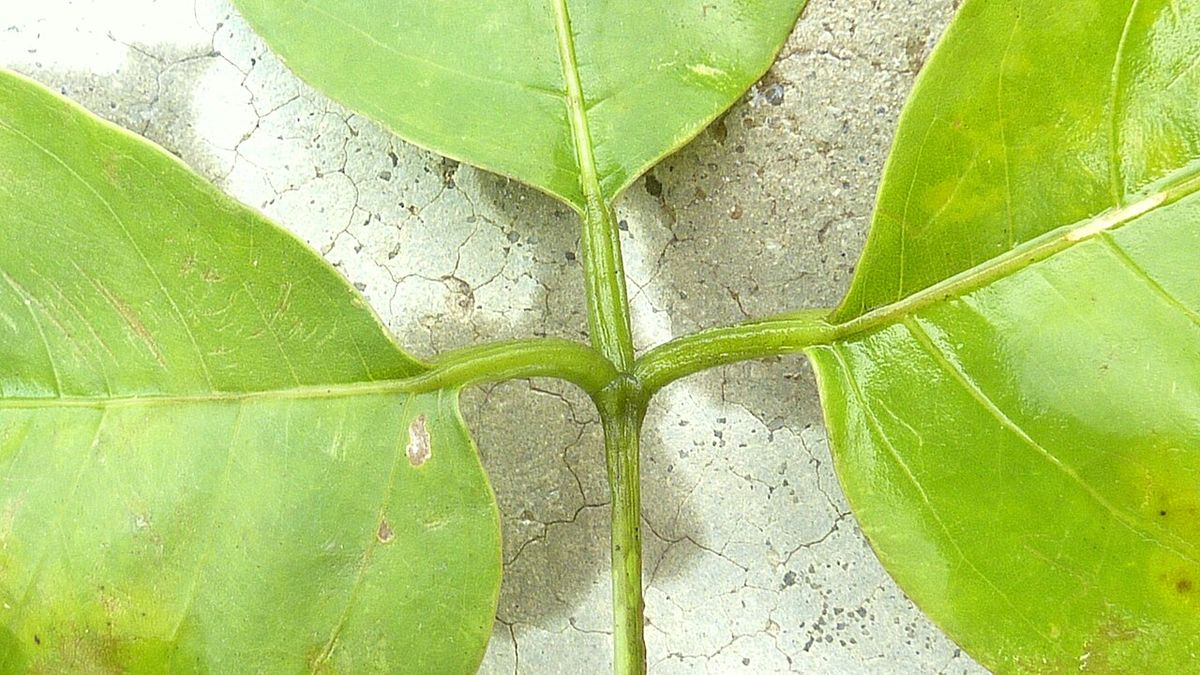 Hoja trifoliada de pepe extendida contra un muro de concreto agrietado.