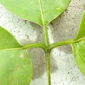 Hoja trifoliada de pepe extendida contra un muro de concreto agrietado.