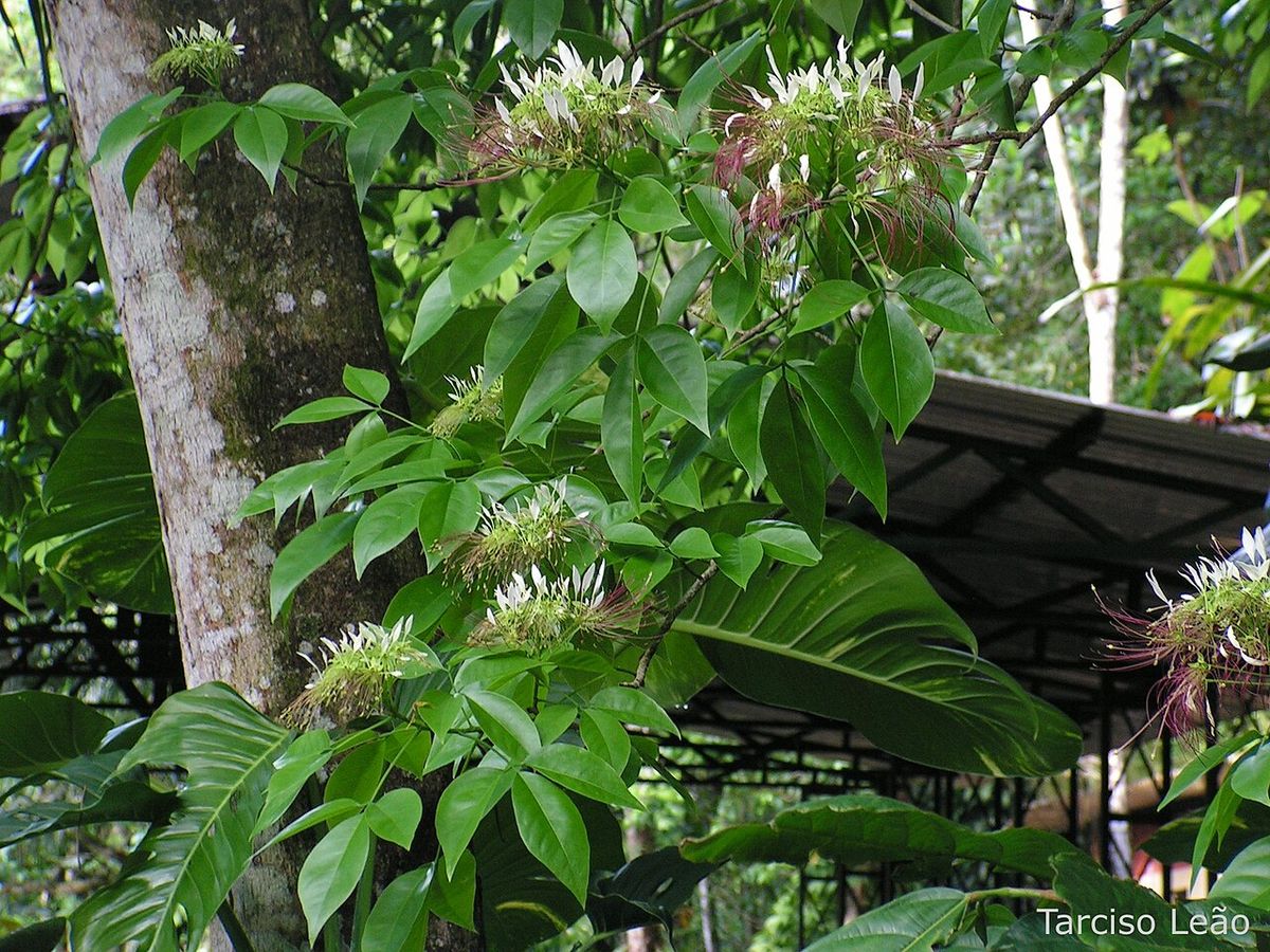 Ramas de pepe con las flores blancas y los estambres largos, junto a un tronco.