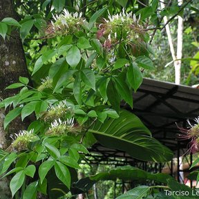 Ramas de pepe con las flores blancas y los estambres largos, junto a un tronco.
