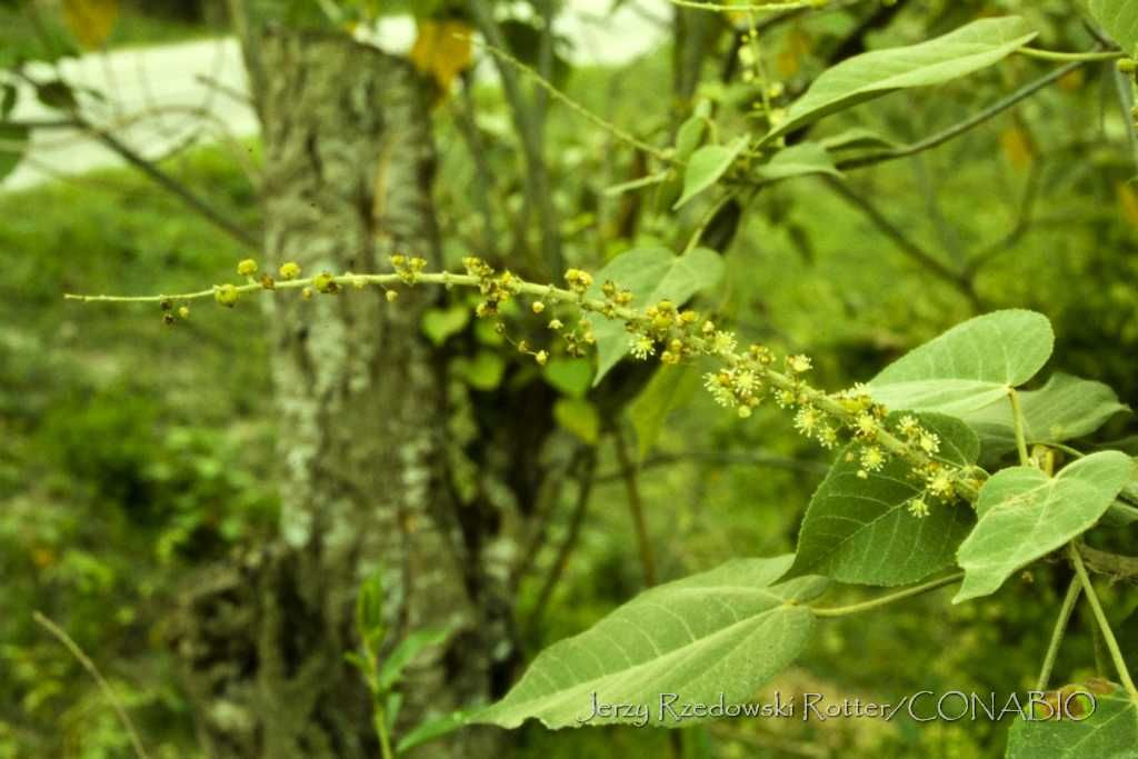 Espiga de flores menudas de sangregado junto al tronco cubierto de musgo.