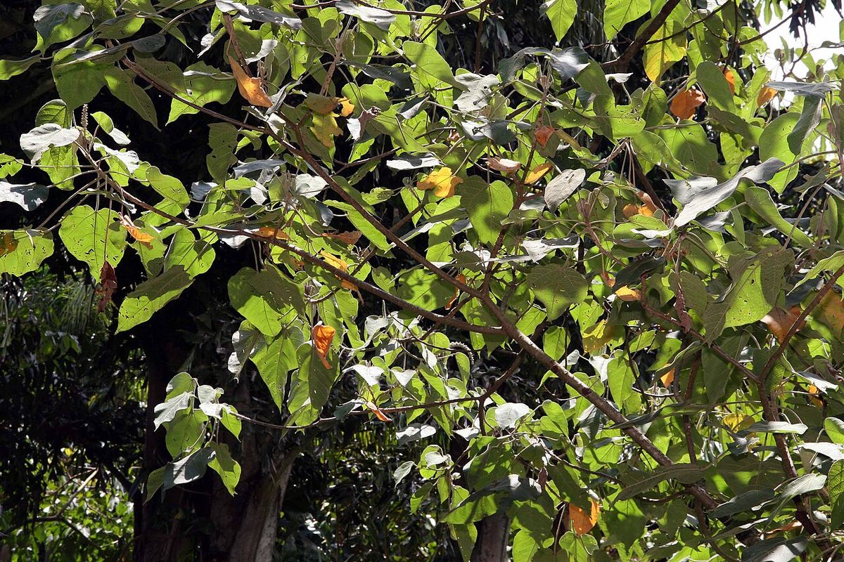 Ramas de sangregado con las hojas verdes y anaranjadas, junto a un tronco.