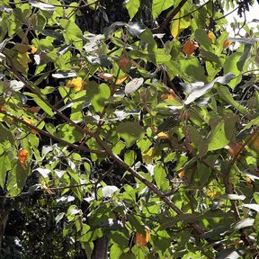 Ramas de sangregado con las hojas verdes y anaranjadas, junto a un tronco.