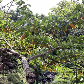 Rama de sangregado extendida sobre unas rocas, con el follaje claro.