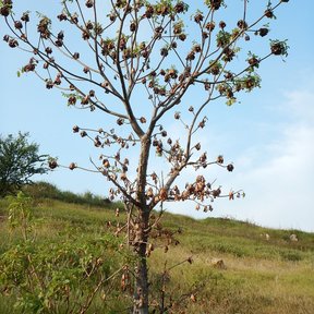 Cuachalalate de copa rala cargado de frutos secos sobre una loma de pasto.