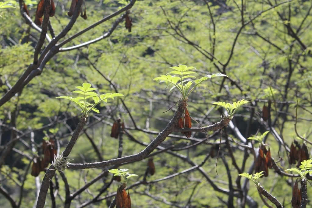 Frutos alados y pardos de cuachalalate colgando junto a las hojas nuevas.