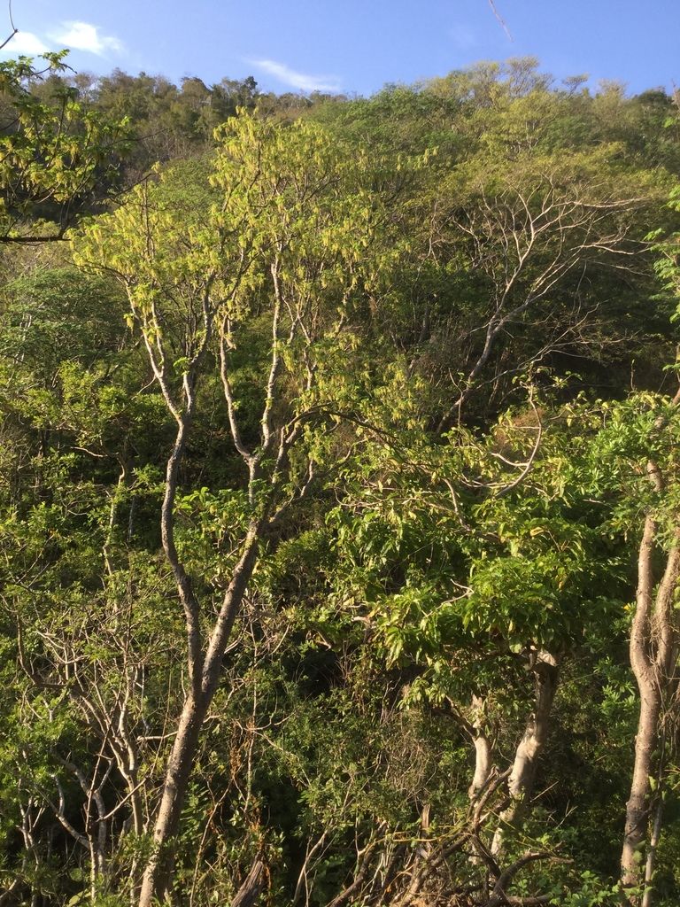 Ladera de selva seca con cuachalalates de tronco claro entre el monte verde.