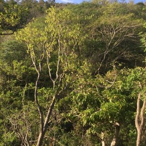 Ladera de selva seca con cuachalalates de tronco claro entre el monte verde.