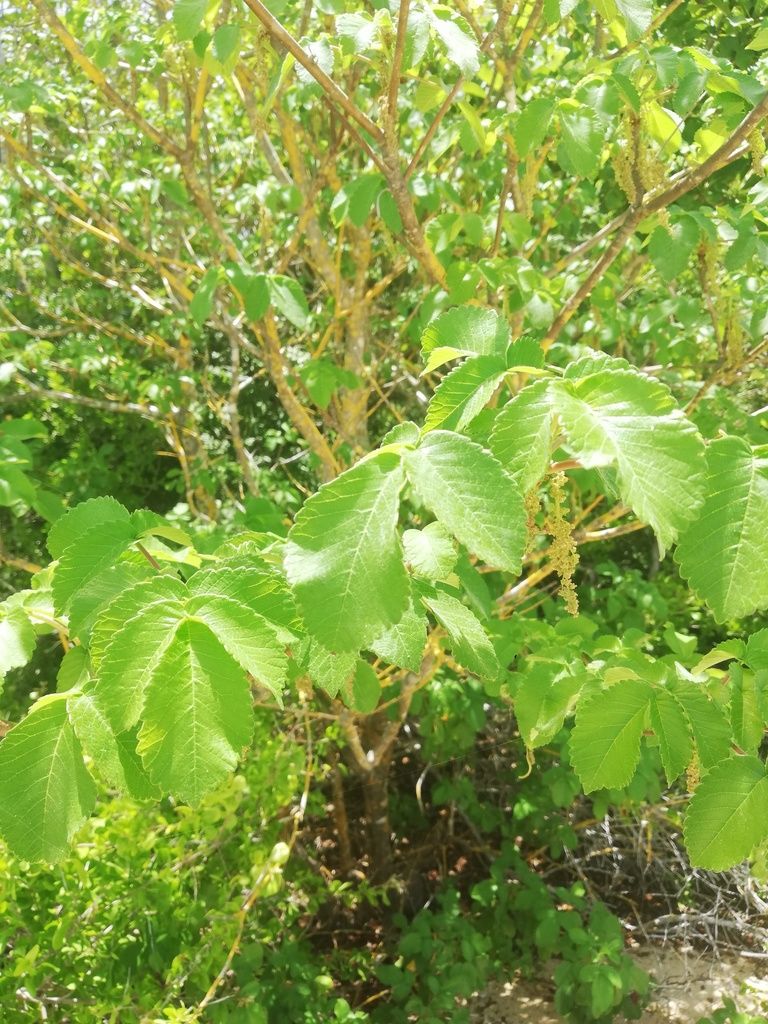 Hojas anchas y lobuladas de cuachalalate abiertas en la punta de las ramas.