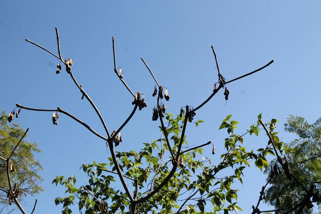 Frutos secos de cuachalalate colgando de ramas delgadas contra el cielo azul.