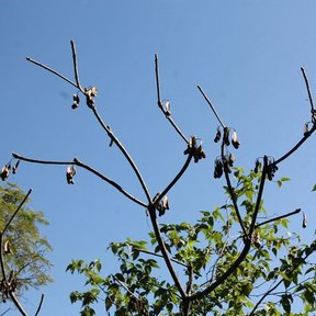 Frutos secos de cuachalalate colgando de ramas delgadas contra el cielo azul.