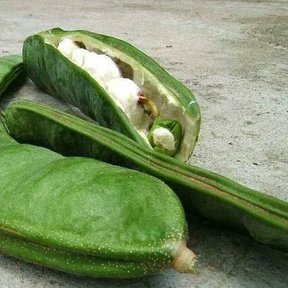 Dos vainas verdes de cuajinicuil, una abierta con la pulpa blanca a la vista.