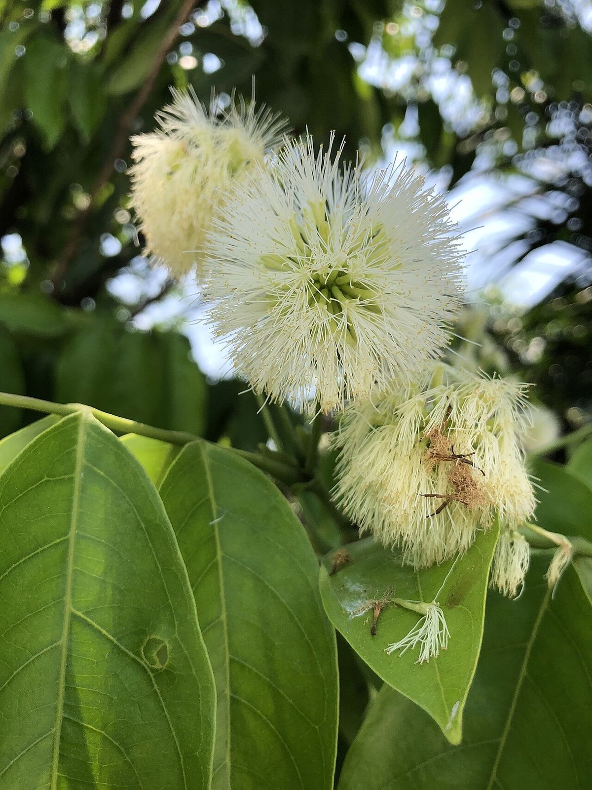 Flores blancas y filamentosas de cuajinicuil abiertas sobre hojas anchas.