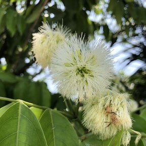 Flores blancas y filamentosas de cuajinicuil abiertas sobre hojas anchas.