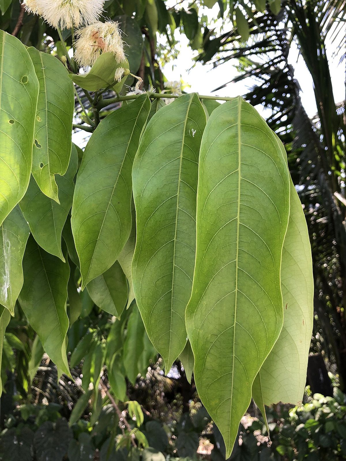 Hojas grandes y nervadas de cuajinicuil colgando bajo las flores claras.