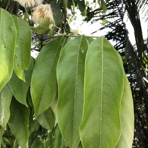 Hojas grandes y nervadas de cuajinicuil colgando bajo las flores claras.