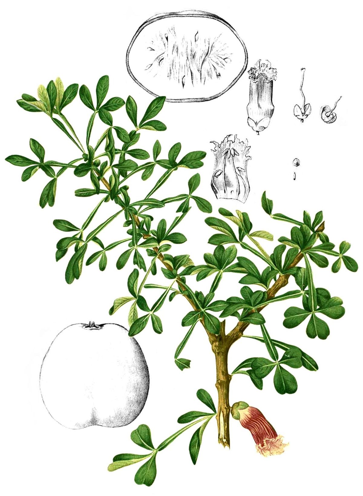 Lámina botánica del cuastecomate con la hoja, la flor y el fruto redondo.