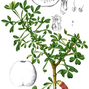 Lámina botánica del cuastecomate con la hoja, la flor y el fruto redondo.