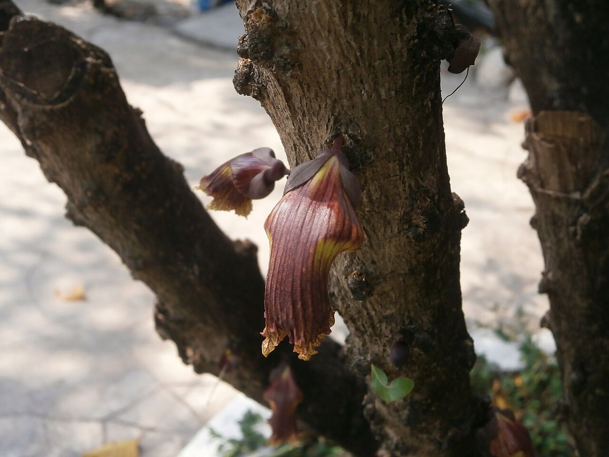 Flor de cuastecomate brotando directamente del tronco, morada y acampanada.