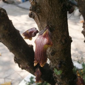 Flor de cuastecomate brotando directamente del tronco, morada y acampanada.