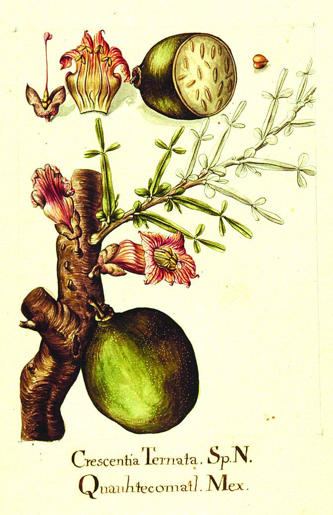 Ilustración antigua del cuastecomate con las flores y el fruto sobre el tronco.
