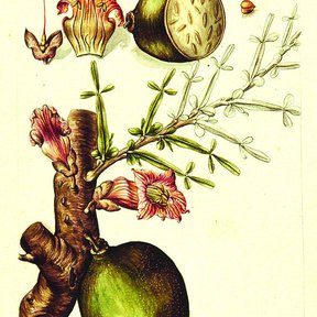 Ilustración antigua del cuastecomate con las flores y el fruto sobre el tronco.