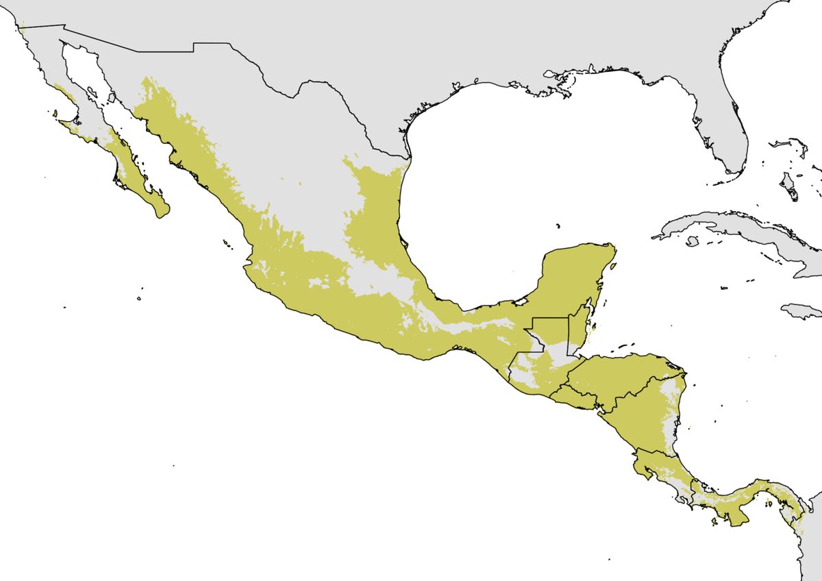 Mapa de México y Centroamérica con la distribución del cuastecomate en amarillo.