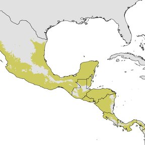 Mapa de México y Centroamérica con la distribución del cuastecomate en amarillo.