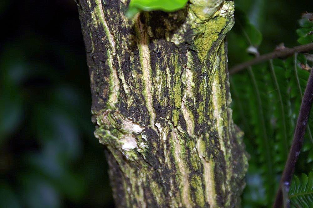 Fruto verde de cuastecomate creciendo pegado al tronco, entre líquenes.
