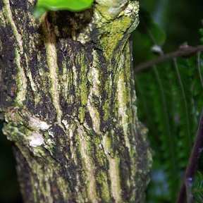 Fruto verde de cuastecomate creciendo pegado al tronco, entre líquenes.