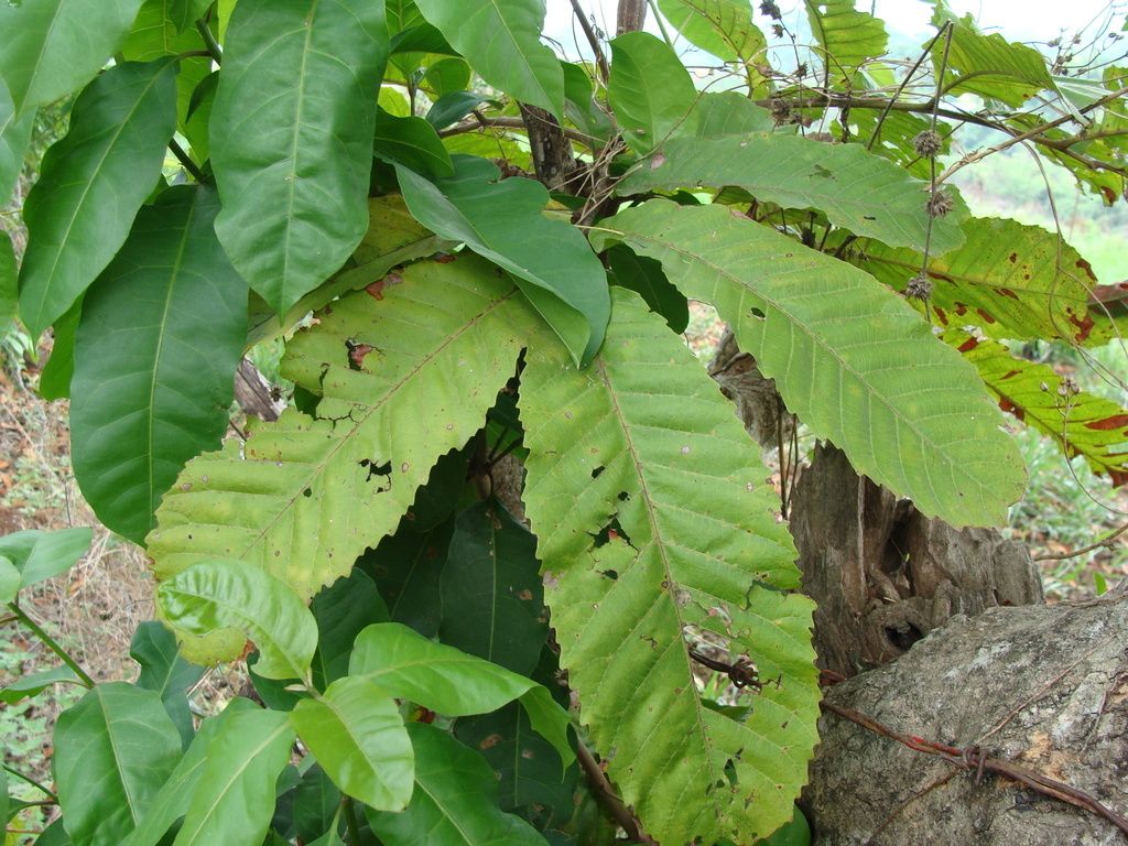 Hojas grandes y aserradas de cupania creciendo junto a un tronco cubierto de musgo.