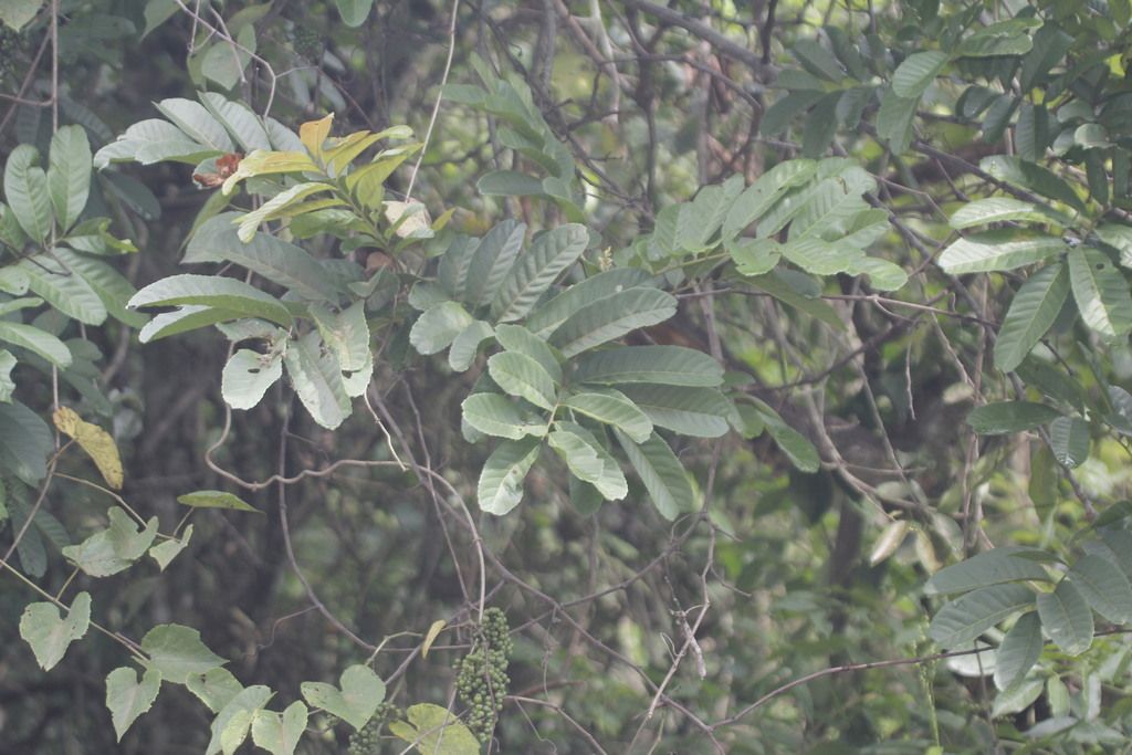 Follaje pinnado de cupania visto entre la maraña de un acahual seco.