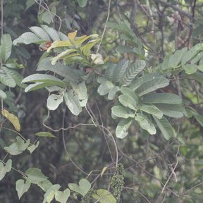 Follaje pinnado de cupania visto entre la maraña de un acahual seco.