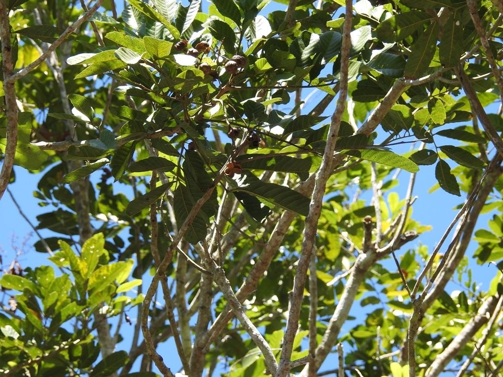 Ramas y hojas de cupania abiertas contra un cielo azul intenso.