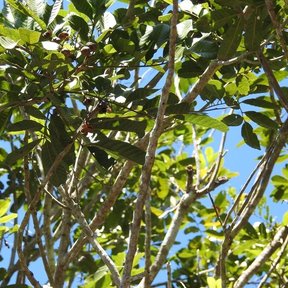 Ramas y hojas de cupania abiertas contra un cielo azul intenso.