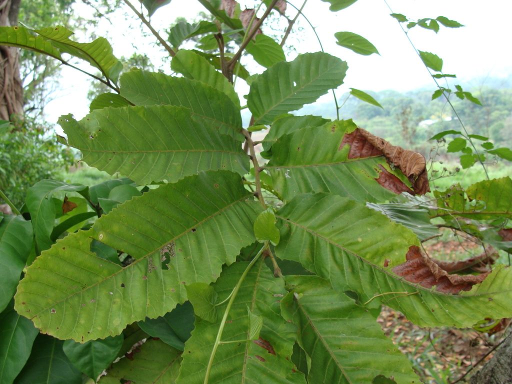 Hojas aserradas de cupania en la punta de una rama, con el monte al fondo.