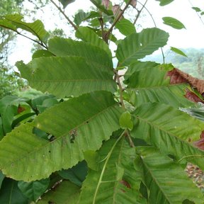 Hojas aserradas de cupania en la punta de una rama, con el monte al fondo.