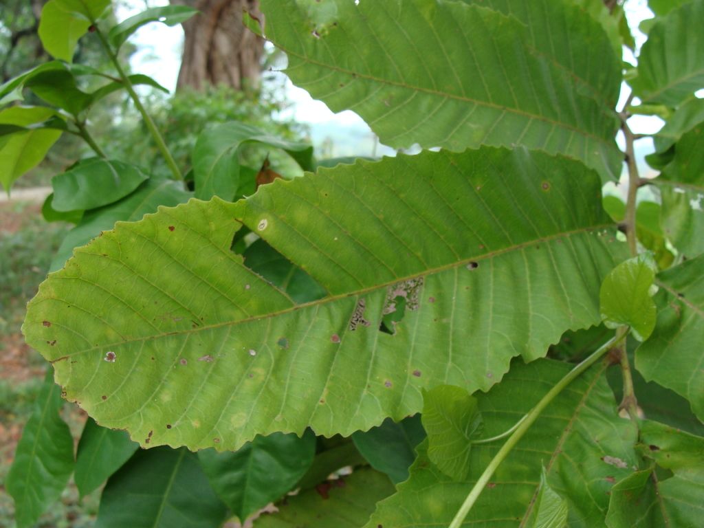 Una hoja de cupania de cerca, alargada, aserrada y de nervadura marcada.