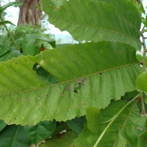 Una hoja de cupania de cerca, alargada, aserrada y de nervadura marcada.
