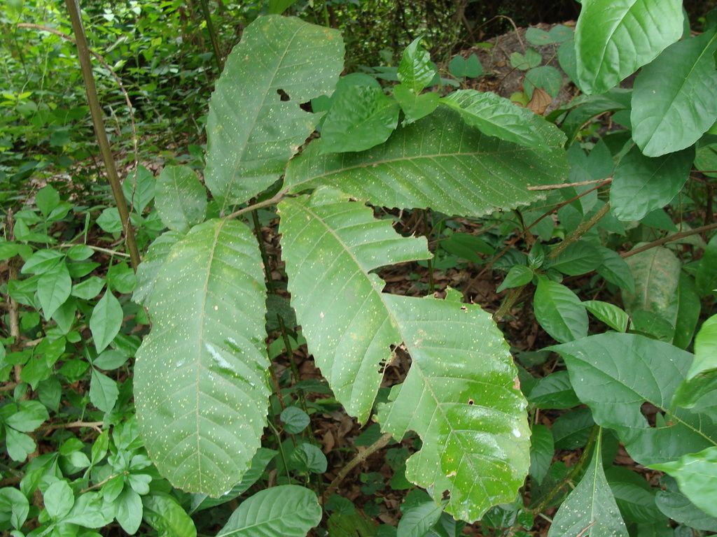 Follaje de cupania creciendo en el sotobosque entre otras plantas verdes.