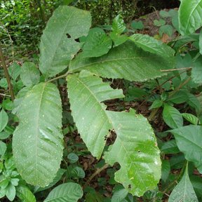 Follaje de cupania creciendo en el sotobosque entre otras plantas verdes.