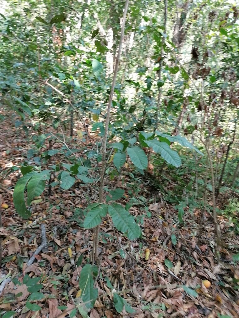 Cupania joven de tallo delgado y hojas amplias sobre la hojarasca del bosque.