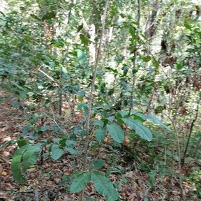 Cupania joven de tallo delgado y hojas amplias sobre la hojarasca del bosque.