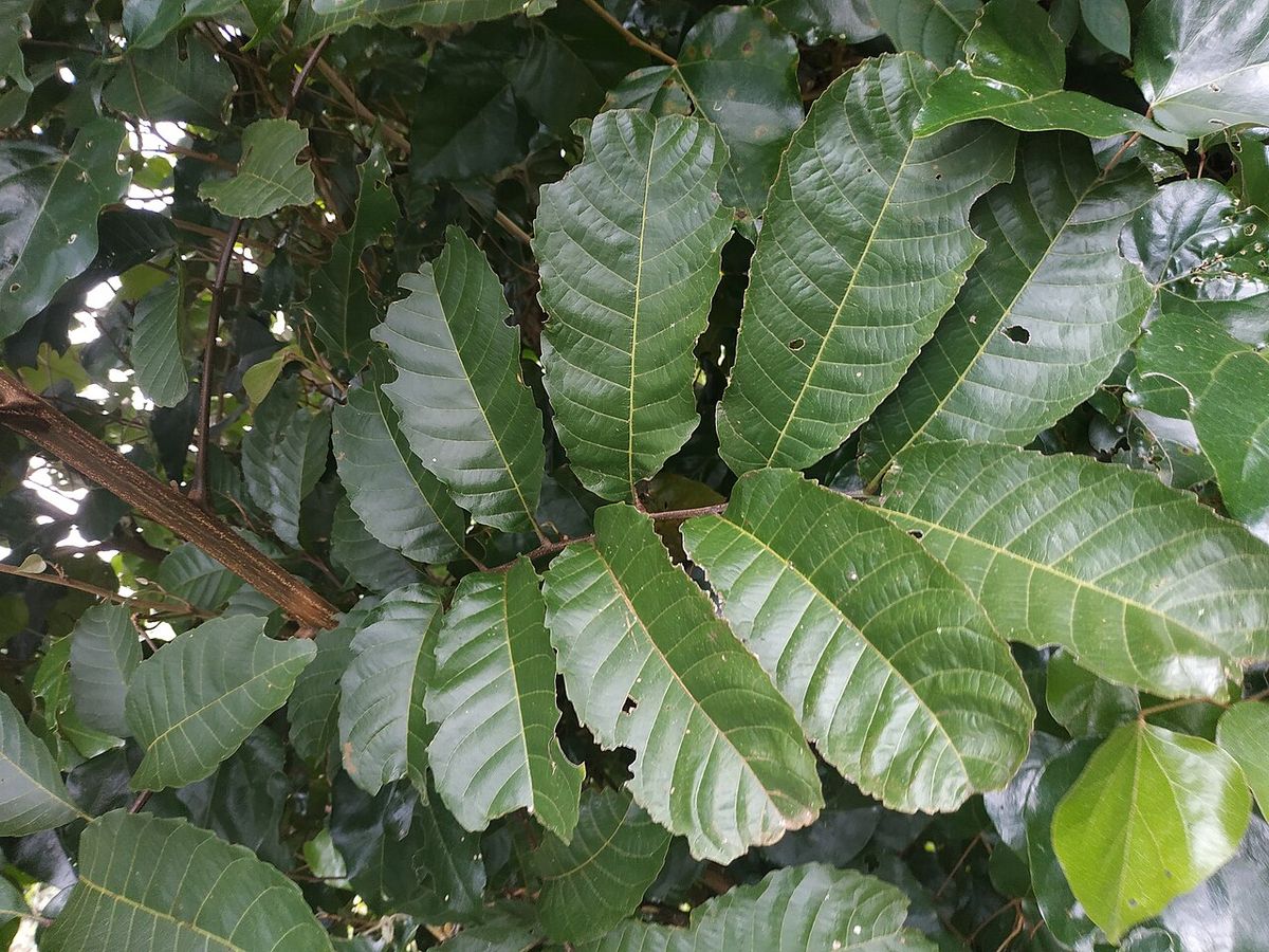 Hojas pinnadas de zincuhuaitl con los folíolos anchos y nervados.