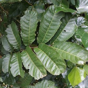 Hojas pinnadas de zincuhuaitl con los folíolos anchos y nervados.