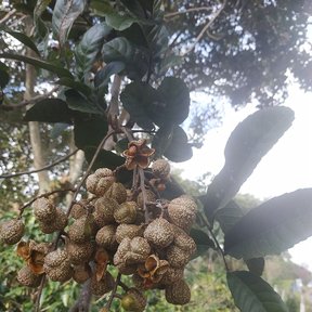 Cápsulas pardas y abiertas de zincuhuaitl colgando en racimo.