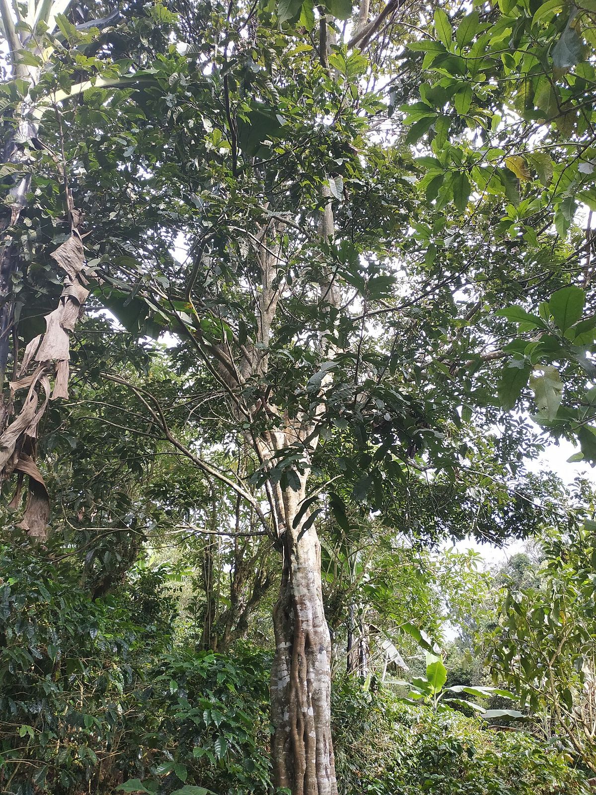 Zincuhuaitl de fuste recto y copa alta en la selva, visto desde el suelo.